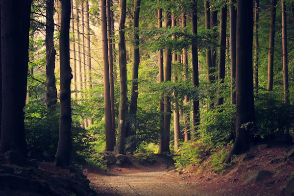 Nature Walks