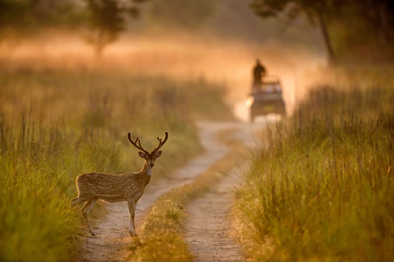 Corbett Safari